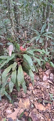 Nidularium longiflorum, photograph (c) Marcio Santos Ferreira, some rights reserved (CC BY)