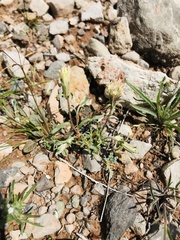 Chaenactis macrantha