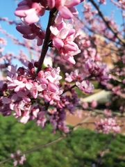 Cercis canadensis