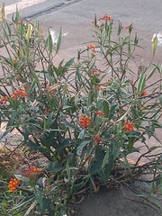 Asclepias curassavica