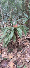Nidularium longiflorum, photograph (c) Marcio Santos Ferreira, some rights reserved (CC BY)