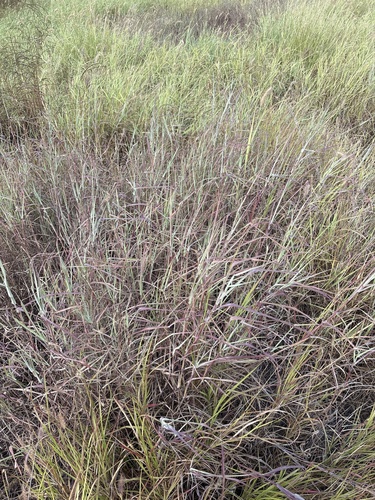 Pitted Blue Grass