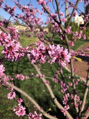 Cercis canadensis