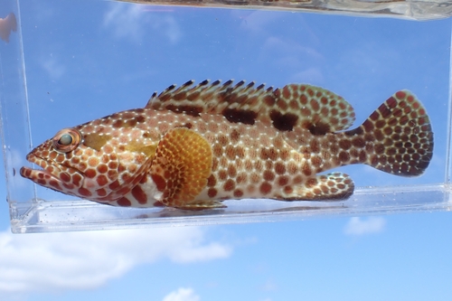 Hexagon grouper (Epinephelus hexagonatus) — Serranidae — 4