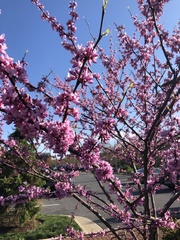 Cercis canadensis