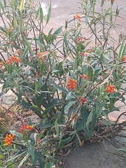Asclepias curassavica
