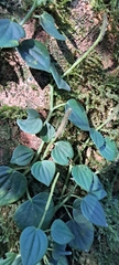 Peperomia urocarpa, photograph (c) Marcio Santos Ferreira, some rights reserved (CC BY)