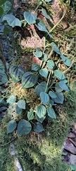Peperomia urocarpa, photograph (c) Marcio Santos Ferreira, some rights reserved (CC BY)