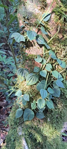 Peperomia urocarpa, photograph 4