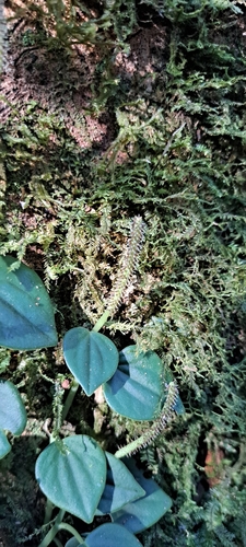 Peperomia urocarpa, photograph 5