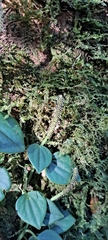 Peperomia urocarpa, photograph (c) Marcio Santos Ferreira, some rights reserved (CC BY)