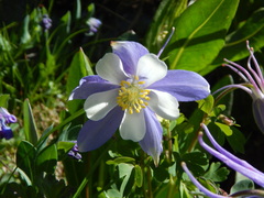 Aquilegia coerulea coerulea