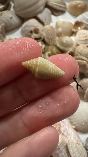 Conasprella jaspidea observed 2026-05-13