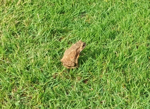 Asian Common Toad