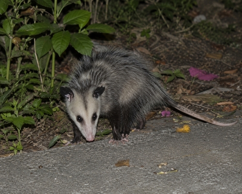 Virginia Opossum (Didelphis virginiana)