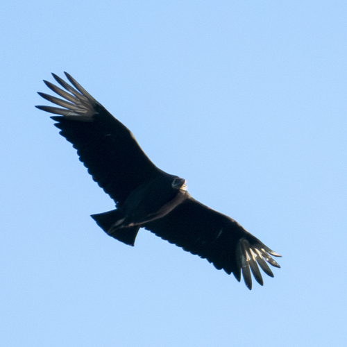 Black Vulture observed by fishfromlogy