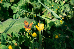 Lycaena phlaeas