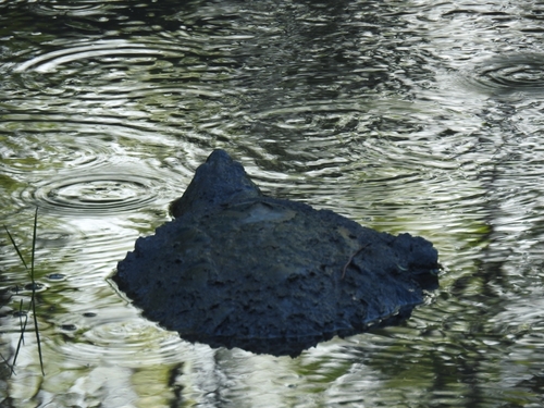 Common Snapping Turtle observed by fyre305