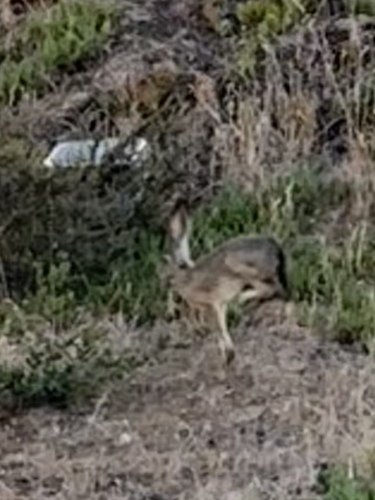 Black-tailed Jackrabbit observed by trimetrodon