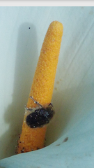 Tropinota squalida