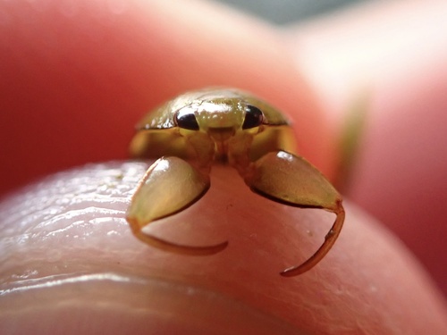 Ambrysus circumcinctus