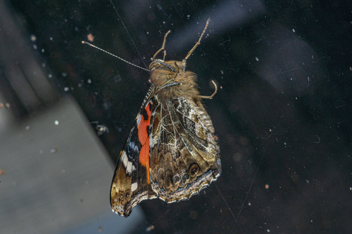 Indian Red Admiral