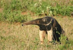 Giant Anteater photo 4
