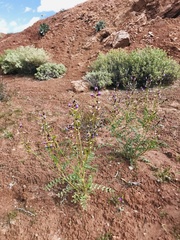 Astragalus preussii