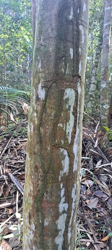 Attalea dubia, photograph 2