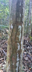 Attalea dubia, photograph (c) Marcio Santos Ferreira, some rights reserved (CC BY)