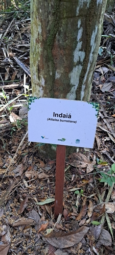 Attalea dubia, photograph 3