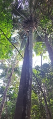 Attalea dubia, photograph (c) Marcio Santos Ferreira, some rights reserved (CC BY)