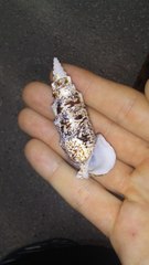 Pseudovertagus aluco