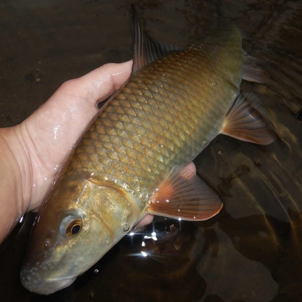 Golden redhorse (Moxostoma erythrurum) — Catostomidae
