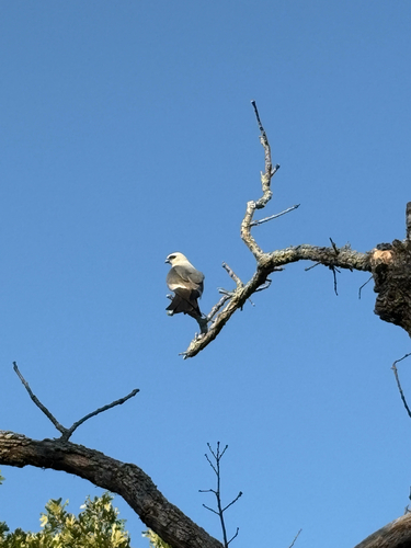 Mississippi Kite observed by makynziecler