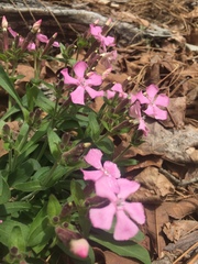 Silene caroliniana
