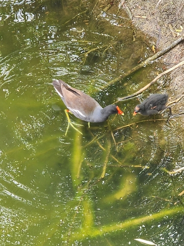 Common Gallinule observed by vertigo1-3