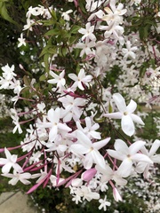 Jasminum polyanthum