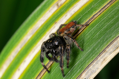 Carrhotus xanthogramma