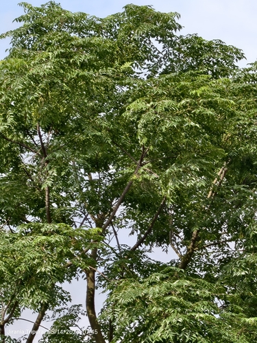 Chinaberry