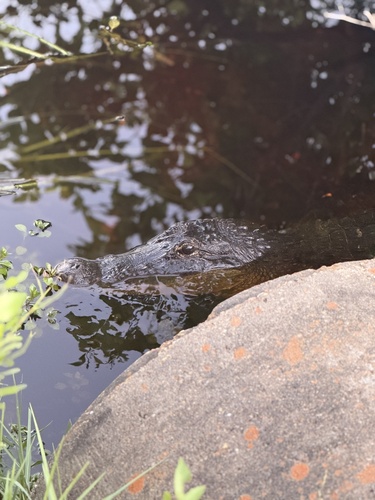 American Alligator observed by william_turner6