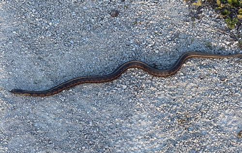 Common Garter Snake observed by entomologyenthusiast