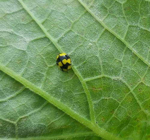Fungus-eating ladybird
