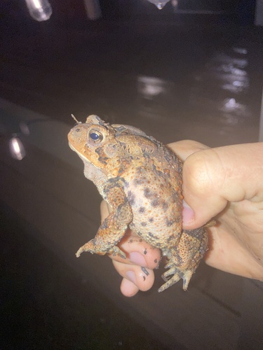 American Toad observed by brycethebug