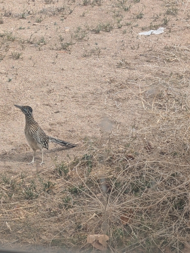Greater Roadrunner observed by sadturtlesoup