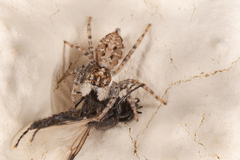 Menemerus semilimbatus