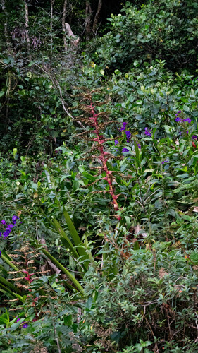 Alcantarea geniculata, photograph 2