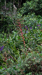 Alcantarea geniculata, photograph author not stated, no rights reserved