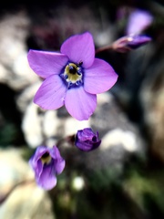 Gilia cana