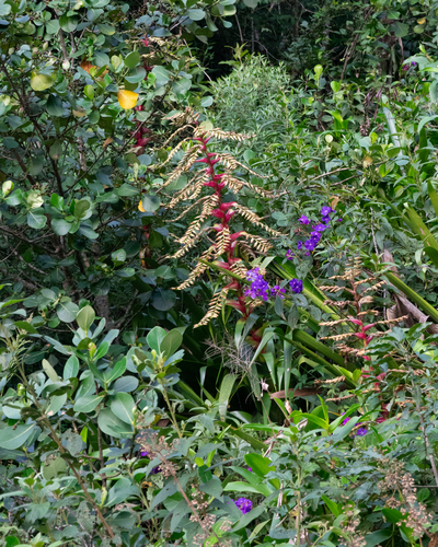 Alcantarea geniculata